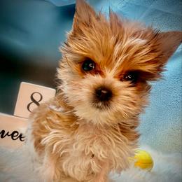 Sparkle girl 1 - Parti female Yorkshire Terrier puppy in Machesney Park, Illinois from Three Yorkie Family