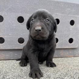 Tux - Black male Labrador Retriever puppy in Richfield, Utah from Stormy River Retrievers