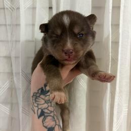 Pink - Red and white female Siberian Husky puppy in Jonesborough, Tennessee from Dry Creek Siberians