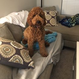 Goldendoodle All Grown Up from Stay Golden