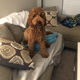 Goldendoodle All Grown Up from Stay Golden