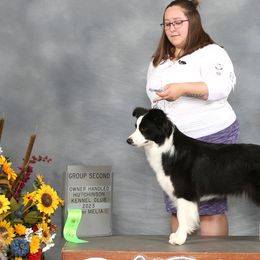 Border Collies from Ensemble Border Collies