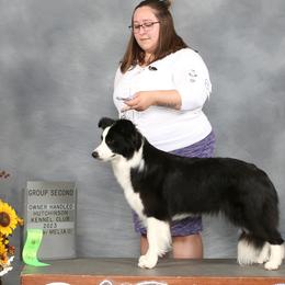 Border Collies from Ensemble Border Collies