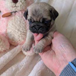 Brookie - Fawn female Pug puppy in Vancouver, Washington from Swift Pugs