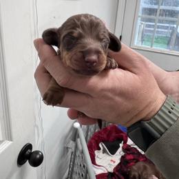 Mocha - Chocolate and tan male Dachshund puppy in Indian Trail, North Carolina from Hilda’s Teenie Weenies
