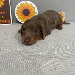 Milo - Fawn (isabella) and tan male Dachshund puppy in Wayland, Iowa from CR Kennels