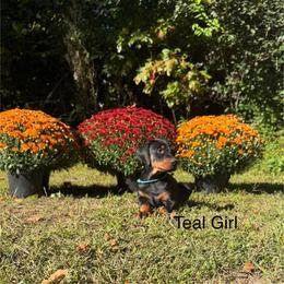 Teal - Black and rust female Doberman Pinscher puppy in Knox, Indiana from Double River Dobermans