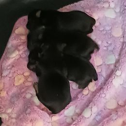 Yorkshire Terrier Puppies from Loving Laps (Yorkies raised right )