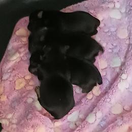 Yorkshire Terrier Puppies from Loving Laps (Yorkies raised right )