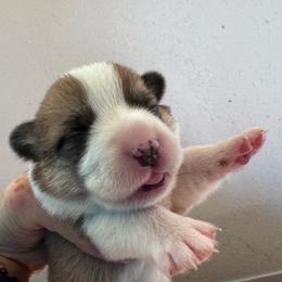 Girl 2 - White and red female Pembroke Welsh Corgi puppy in Tehachapi, California from Trotter Hill Farms