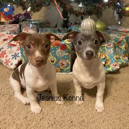 Teddy Roosevelt Terrier Puppies from Jeanius Kennel