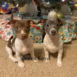 Teddy Roosevelt Terrier Puppies from Jeanius Kennel