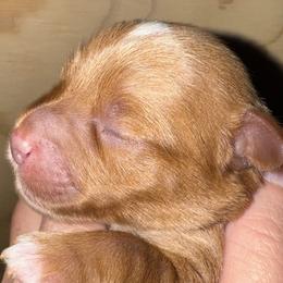 Boy 2 - male Miniature Schnauzer puppy in Pflugerville, Texas from K&K Precious Tx schnauzers