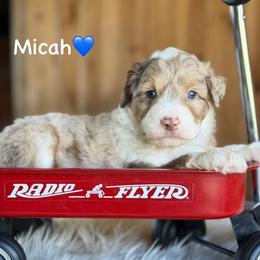 Micah - Red merle male Aussiedoodle puppy in Lancaster, Minnesota from Finney Ranch