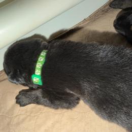 Green collar girl - Bi-color female German Shepherd puppy in Centralia, Illinois from Janices AKC German Sheperds LLC