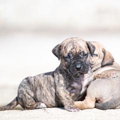 Tiger brindle girl - Tiger female Perro de Presa Canario puppy in Leitchfield, Kentucky from Rey Gladiador Presa Canario