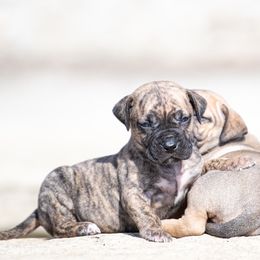Tiger brindle girl - Tiger female Perro de Presa Canario puppy in Leitchfield, Kentucky from Rey Gladiador Presa Canario