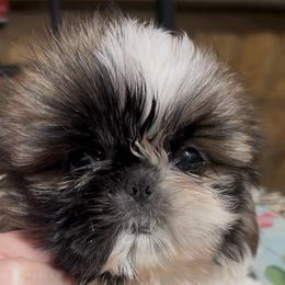 Girl 1 - Tricolor female Shih Tzu puppy in Texas from A Sassy Soul Shih-Tzu