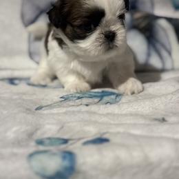 Robbie - Red and white male Shih Tzu puppy in Sharon, Pennsylvania from Keystone Danes and Shih tzus