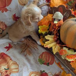 River - Red and white male Chihuahua puppy in Waycross, Georgia from OakView Farm Chihuahuas FB