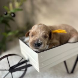 Tinker Bell - Gold female Bordoodle puppy in Valley Center, California from Circle R Valley Bordoodls