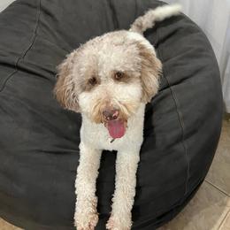 Lola - Goldendoodle