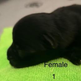 Female 1 - Black female Miniature Schnauzer puppy in Granville, Ohio from Shull Mini Schnauzers