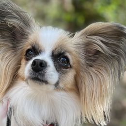 Jubilee - Papillon