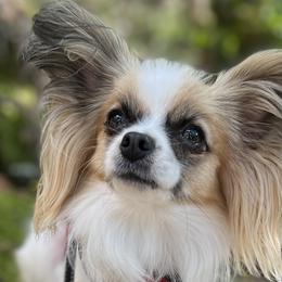 Jubilee - Papillon