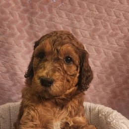 Goldendoodles and Poodles from PNW Puppies