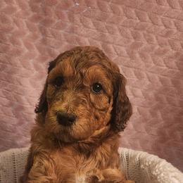 Goldendoodles and Poodles from PNW Puppies