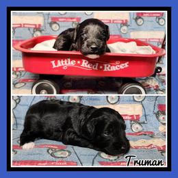 Truman - Black male Schnoodle puppy in Lebanon, Missouri from Cedar Glades Canines