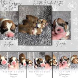 Girl 2 - White and red female Pembroke Welsh Corgi puppy in Milton, Florida from Milton Corgis