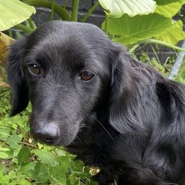Dachshunds from The HotDog Stand