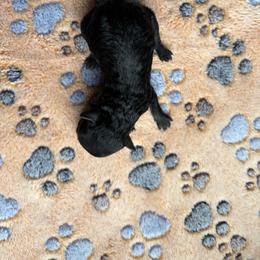 Donald - Black male Poodle puppy in Chattanooga, Tennessee from SoftPaw Kennels