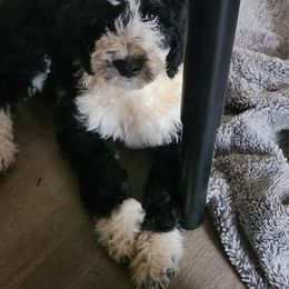 George - Black and white Aussiedoodle puppy in Suisun City, California from Spandoodles