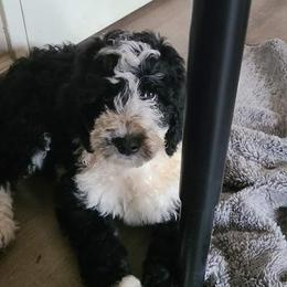George - Black and white Aussiedoodle puppy in Suisun City, California from Spandoodles