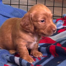 Elsie - Red female Dachshund puppy in Ocean Park, Washington from Golden Dachshunds
