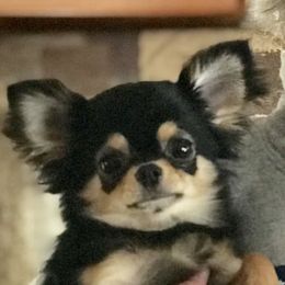 Truffles  - Chihuahua