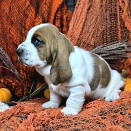 Chucky - Mahogany and white male Basset Hound puppy in Lebanon, Ohio from Lady Mae Bassets