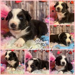 Australian Shepherd and Pembroke Welsh Corgi Puppies from Lewis Aussie’s & Corgi’s