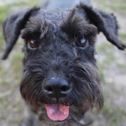 Kloy - Miniature Schnauzer