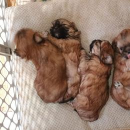 Barney - Sable male Shih Tzu puppy in Austin, Minnesota from Bearpaw Shih Tzus