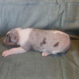 Turner - Blue merle white and tan male Collie puppy in St Stephens, Wyoming from Desert Kennels