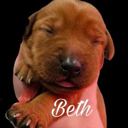 Beth - Yellow female Labrador Retriever puppy in Sidney, Nebraska from Nebraska Strong Labradors