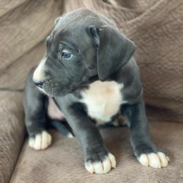 Great Danes from Gentle Giants