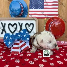 Brown baby - White male West Highland White Terrier puppy in Colorado from Busy Bee Westies