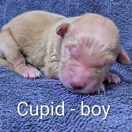 Boy 3 - male Golden Retriever puppy in Pamplin, Virginia from Hope & Joy Acres