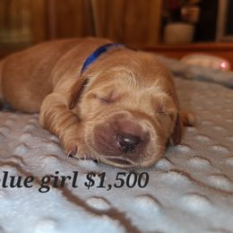 Girl 4 - Golden Golden Retriever puppy in Valley, Washington from Enchanted Valley Paws