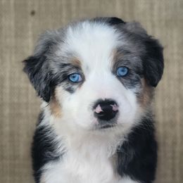 Lina Australian Shepherd - Blue merle female Australian Shepherd puppy in Limestone, Tennessee from Pilot Hill Teddy Bear Puppies